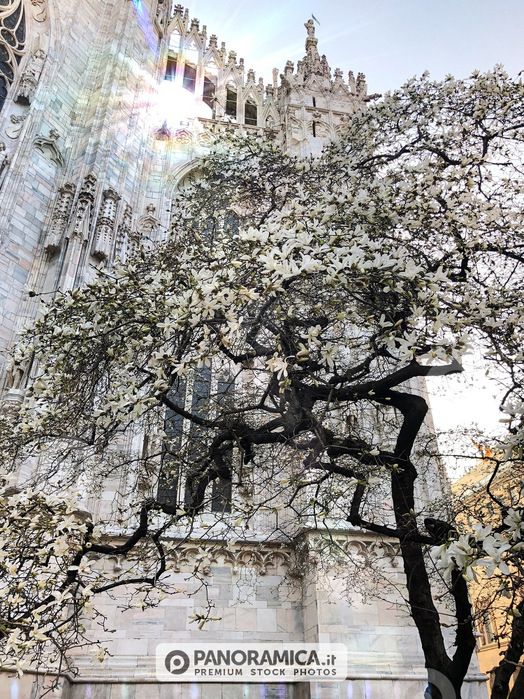 la magnolia bianca del Duomo