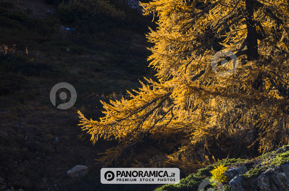 Larice in autunno, Val di Rhemes, Valle d'Aosta