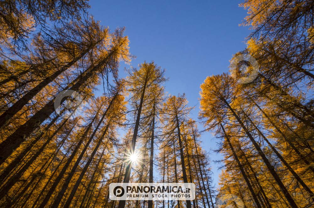 Larici a Pellaud, Val di Rhemes, Valle d'Aosta