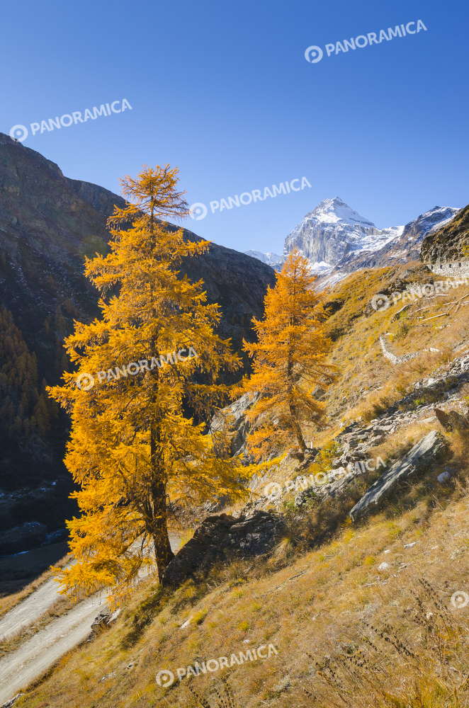 Larici in autunno e Granta Parei, Val di Rhêmes 