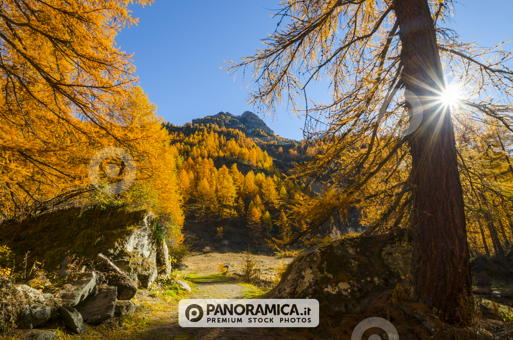 Larici in autunno, Val di Rhemes, Valle d'Aosta, Parco Nazionale Gran Paradiso.