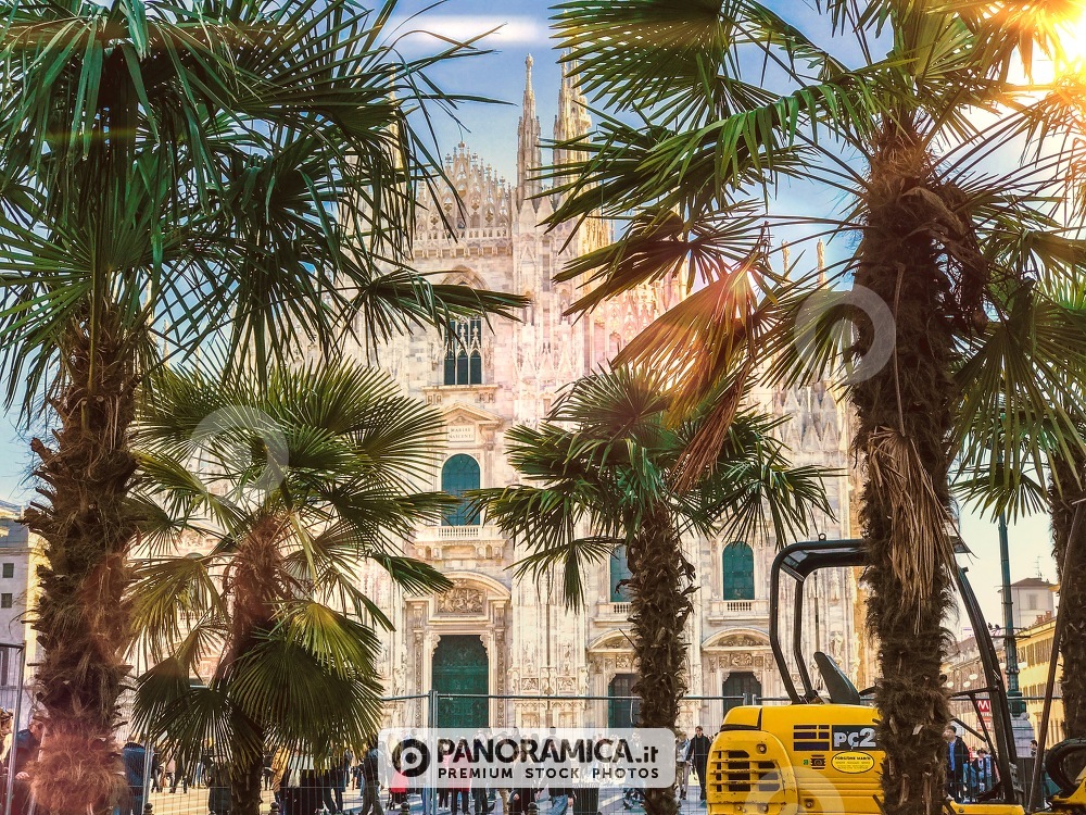 L'arrivo delle palme in Duomo