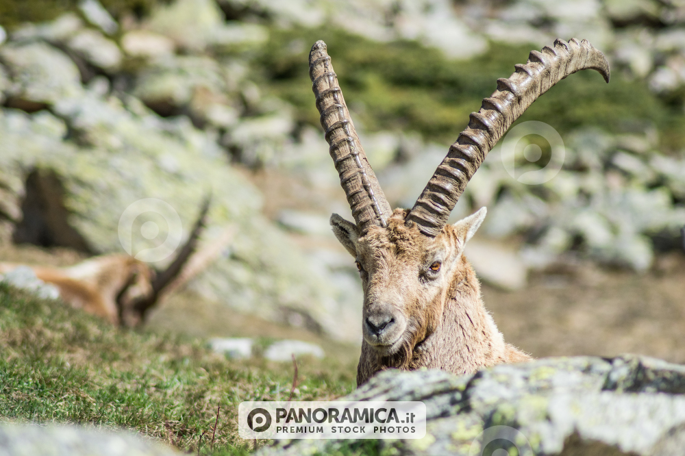 Lo sguardo dello stambecco