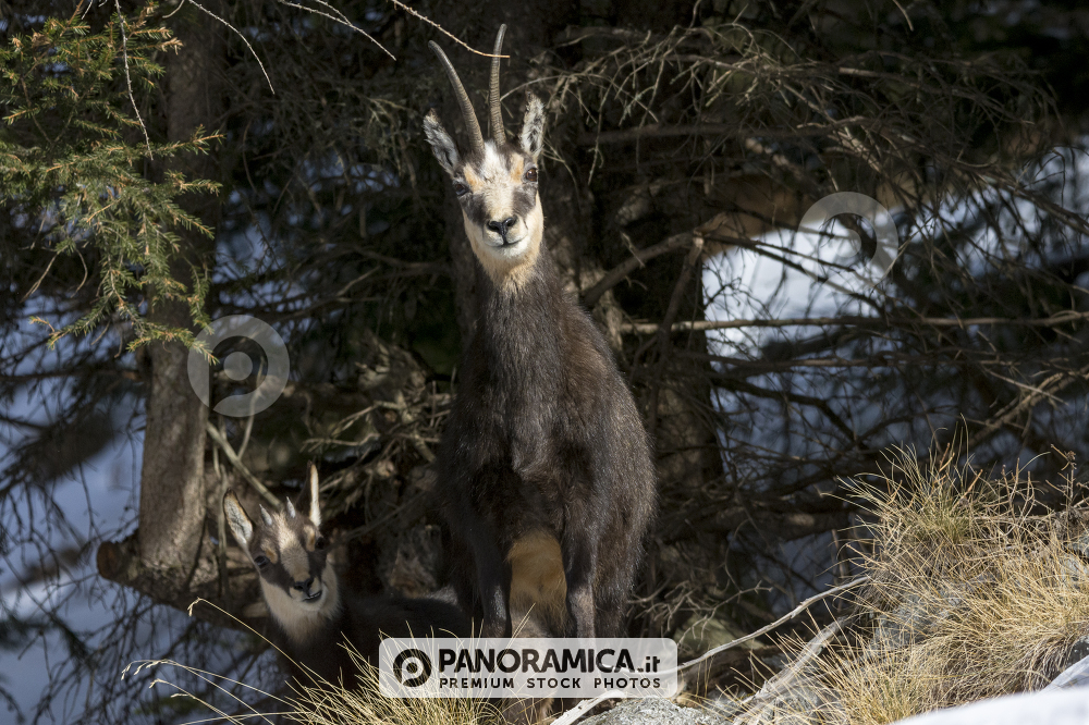 Mamma e figlia - Camosci di famiglia