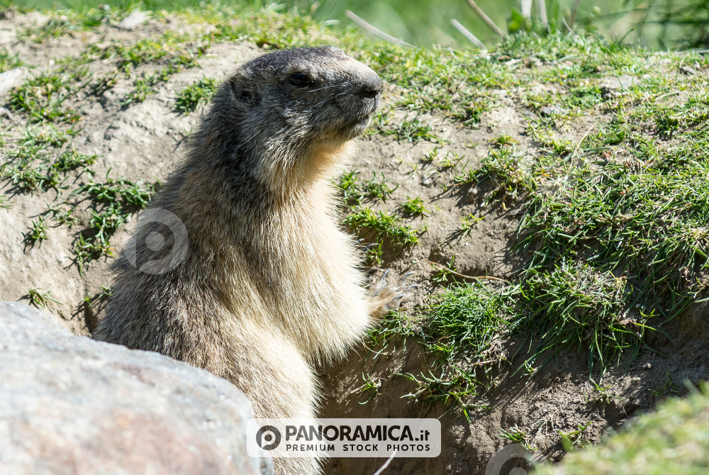 Marmotta