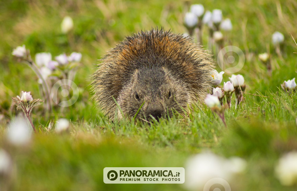 Marmotta tra i fiori