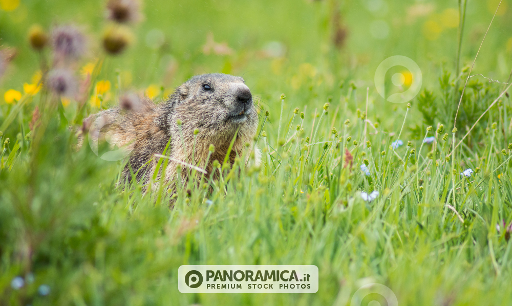 Marmottina