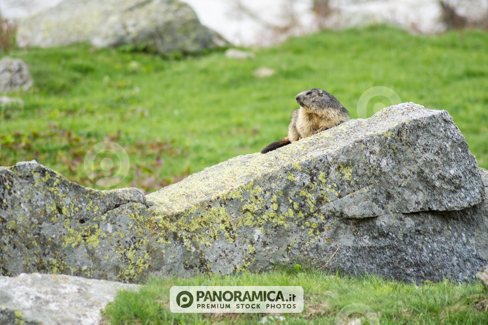Marmottina di guardia