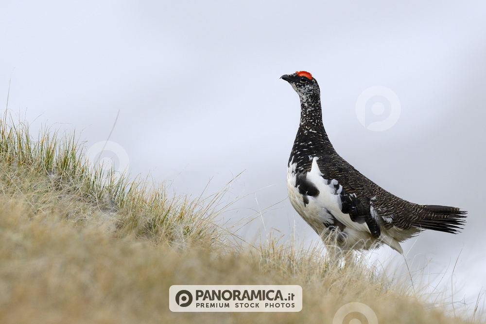 Maschio di pernice bianca a primavera