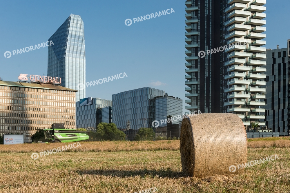 Mietitura del grano in Porta Nuova