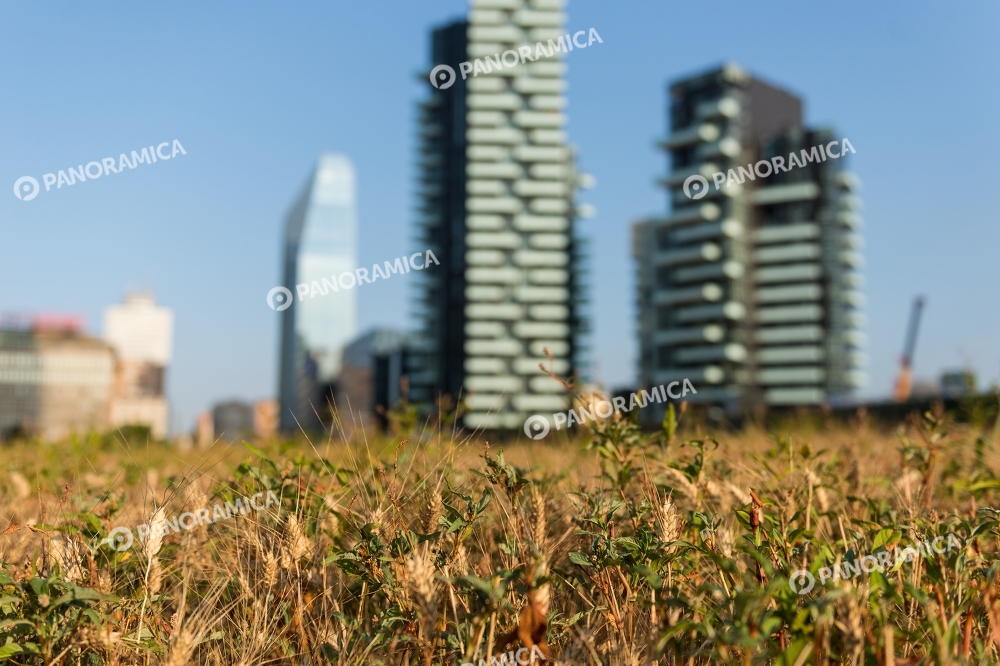Mietitura del grano in Porta Nuova