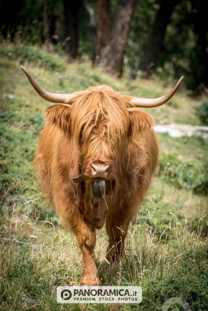 Mucca al pascolo