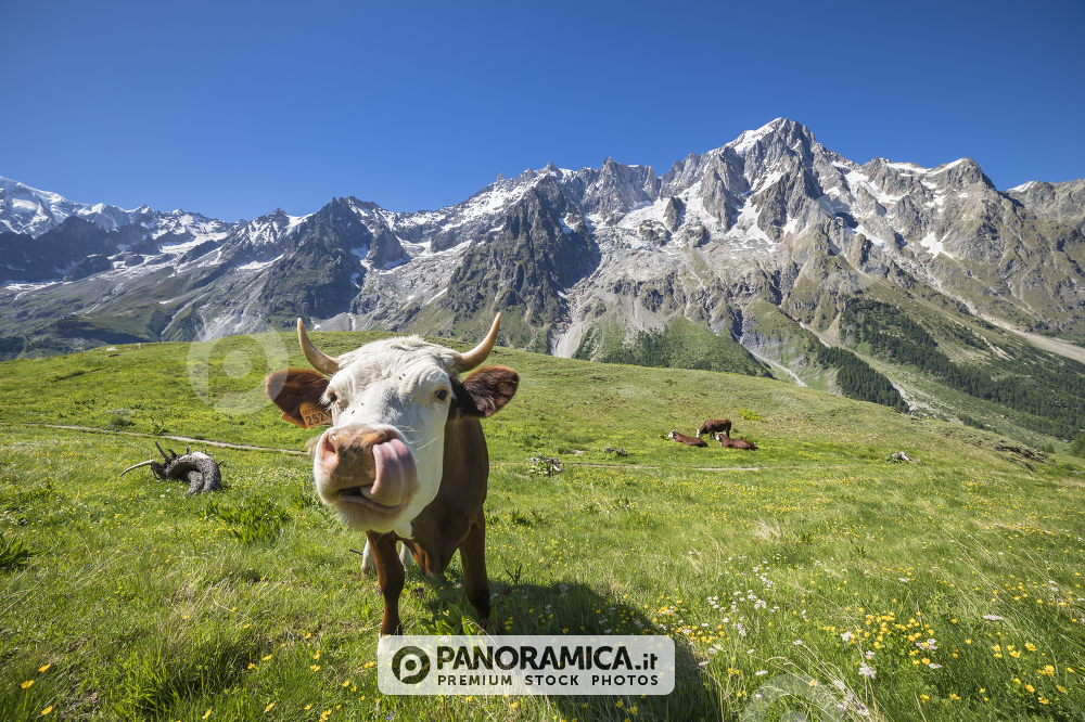 Mucca in Val Ferret (Courmayeur, Aosta, Valle d'Aosta, Italia)