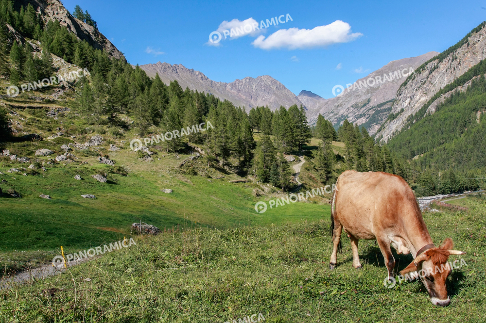 Mucca nella Valnontey