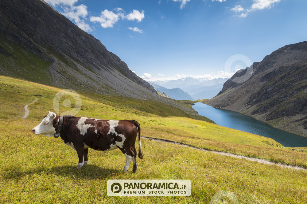 Mucca sopra il Lago Liconi, Valdigne, Valle d'Aosta