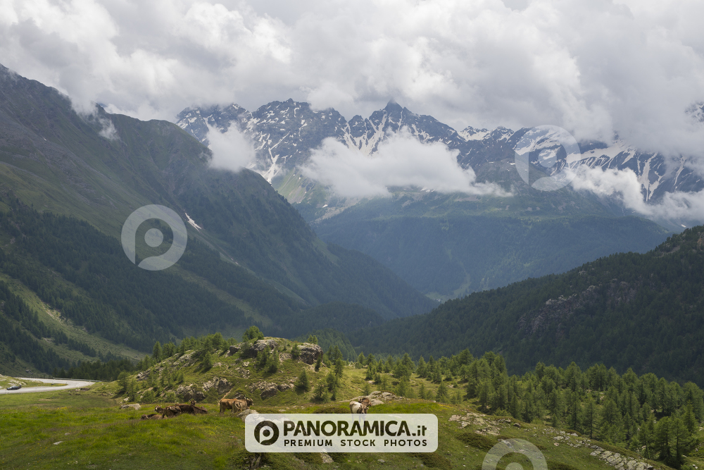 Mucche a Livigno