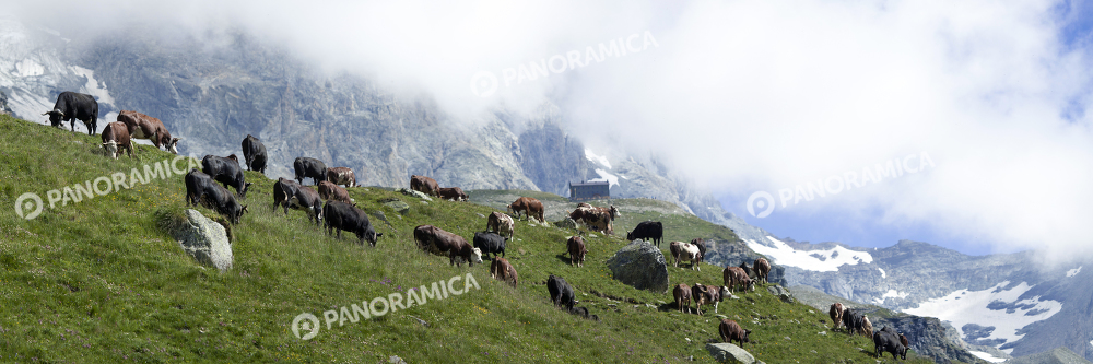 Mucche al pascolo ai piedi del Cervino
