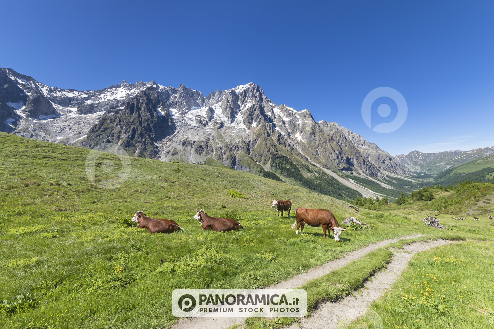 Mucche in Val Ferret (Courmayeur, Aosta, Valle d'Aosta, Italia)