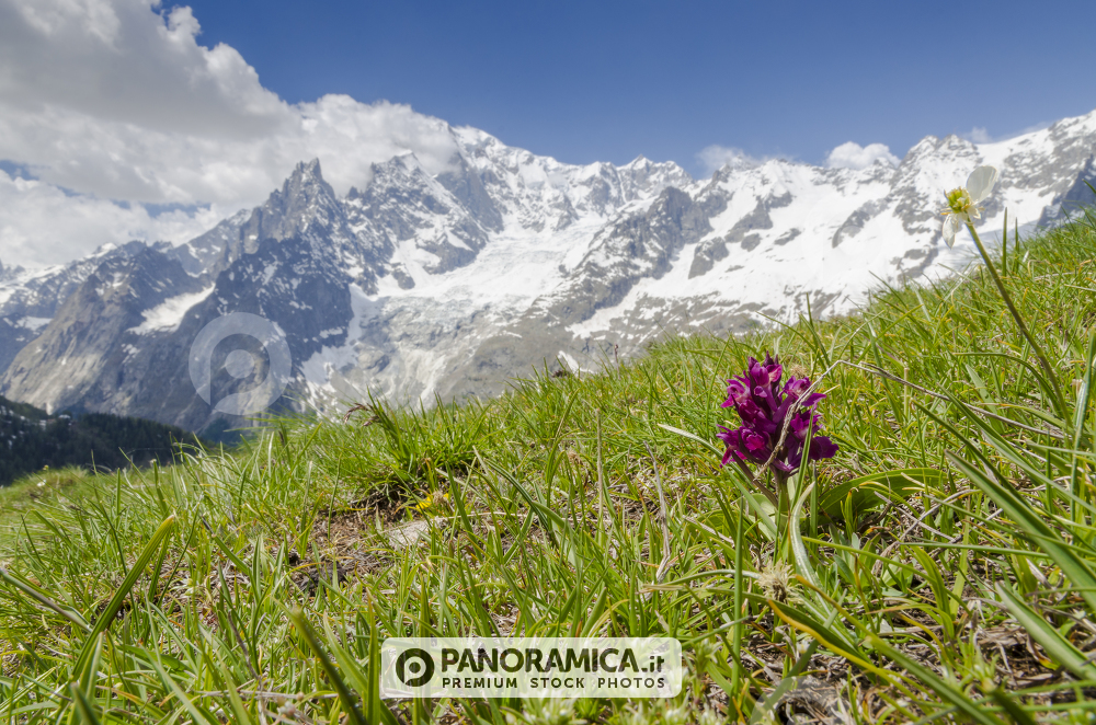 Orchidea e Monte Bianco, Val Sapin