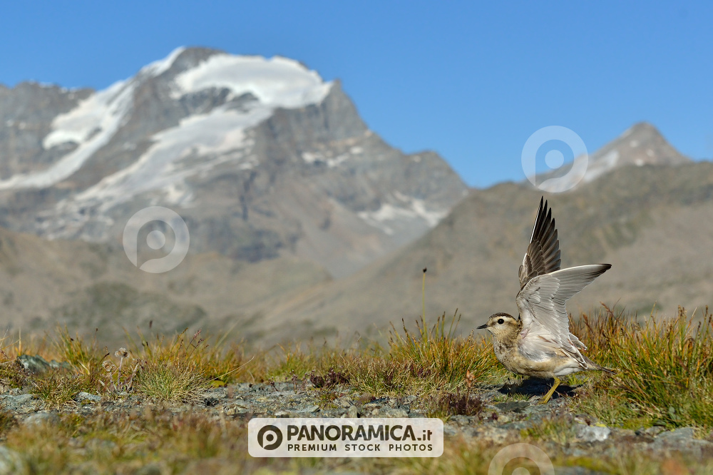 Piviere tortolino di fronte al Gran Paradiso
