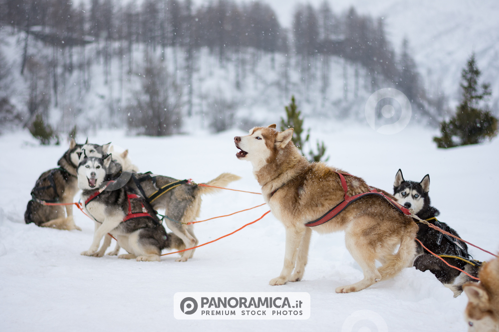 Pronti a partire, Centro Sleddog