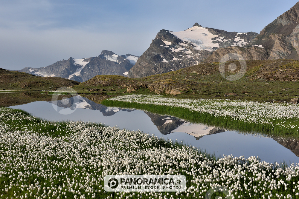 Punta Basey , Nivolet 