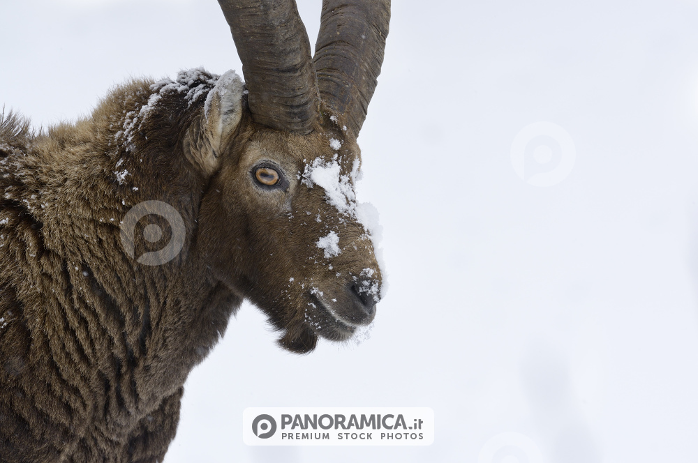 Ritratto di stambecco nella neve