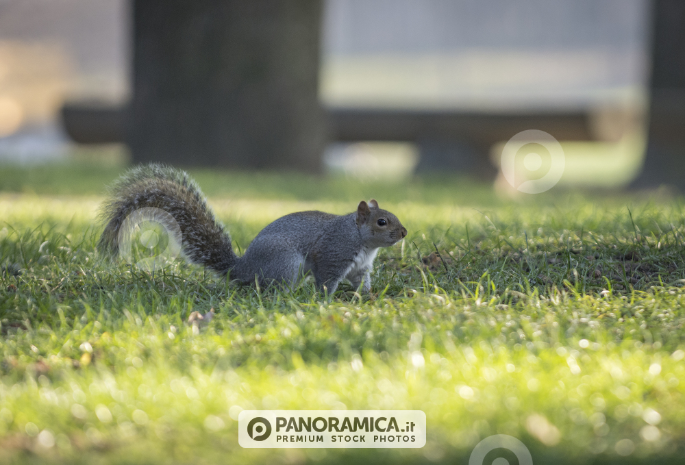 Scoiattolo al Parco del Valentino