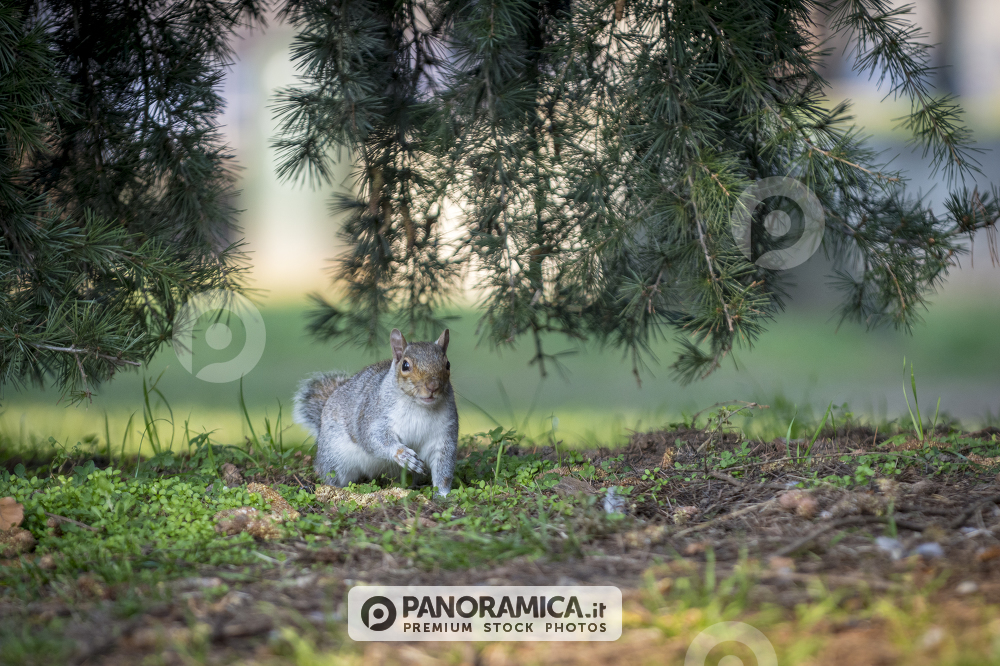 Scoiattolo al Parco del Valentino Torino