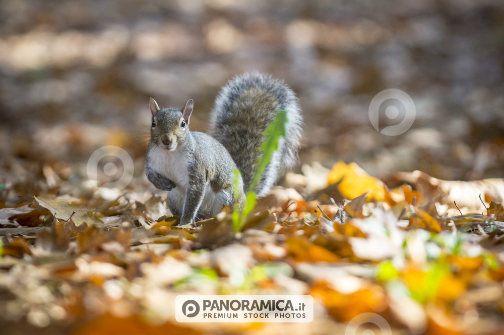 Scoiattolo, Parco del Valentino, Torino