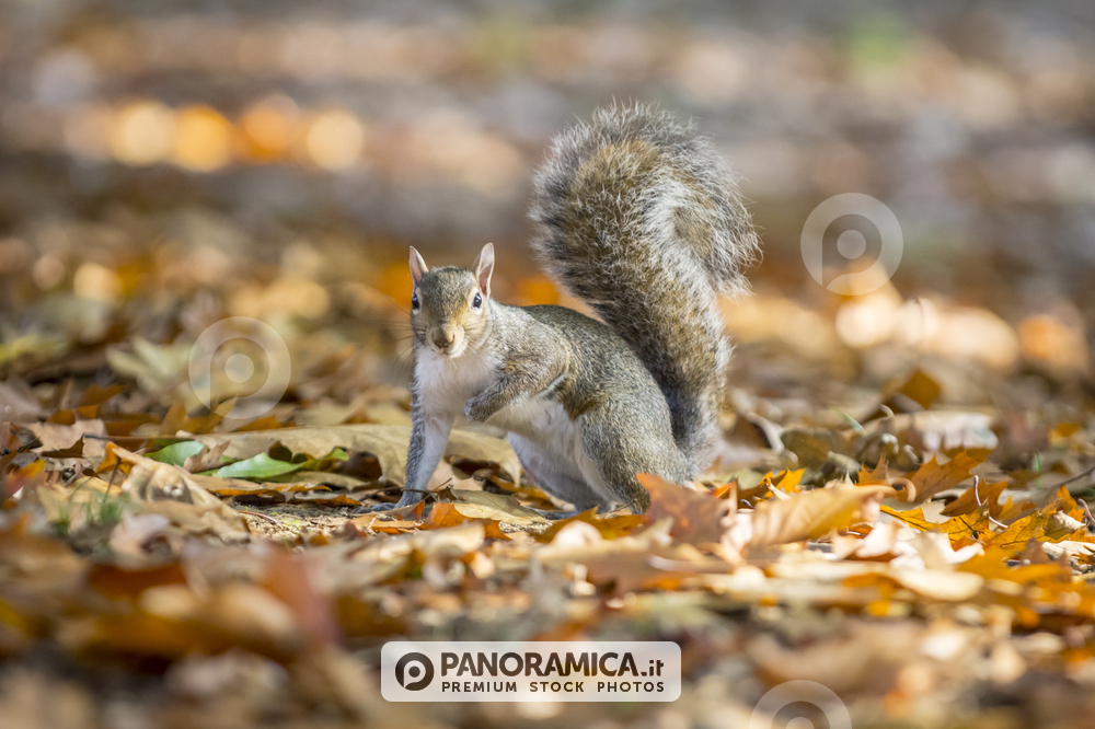 Scoiattolo, Parco del Valentino, Torino