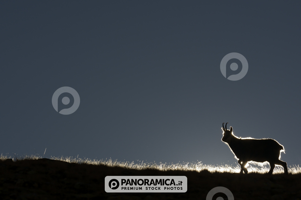 Silhouette di camoscio all'alba