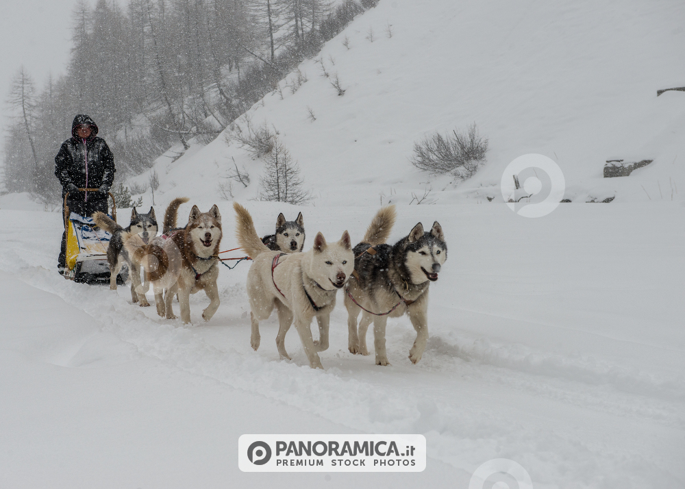 Sleddog a Cervinia