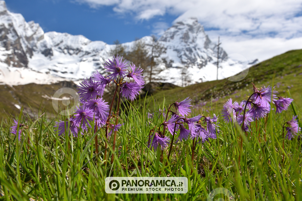 Soldanella alpina 