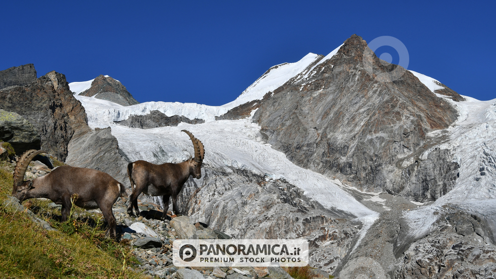 Stambecchi al cospetto dei ghiacciai del Monte Rosa