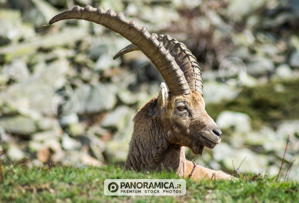 Stambecco - Parco nazionale del Gran Paradiso