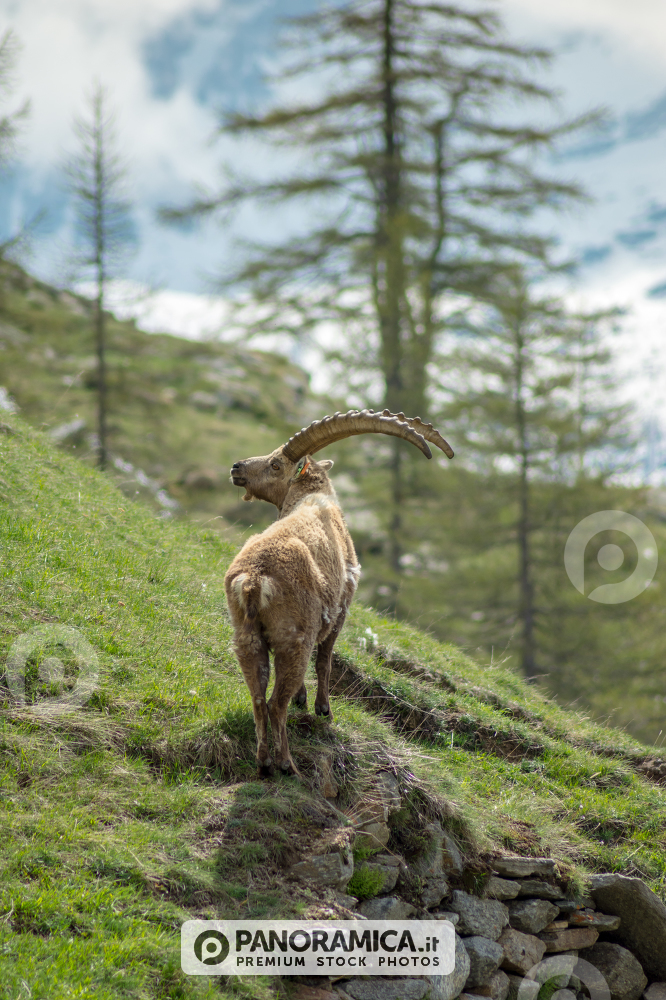 Stambecco - Parco nazionale del Gran Paradiso
