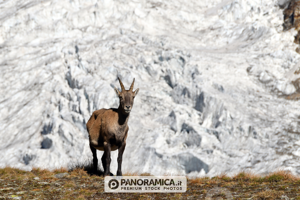 Stambecco al cospetto dei ghiacciai del Monte Rosa