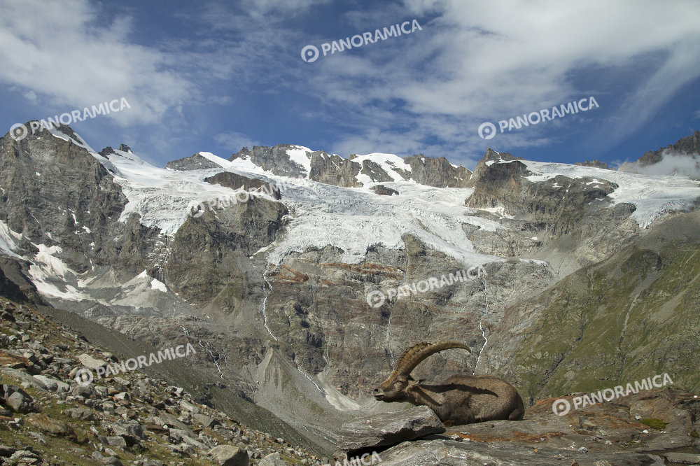Stambecco alpino Monarca del Parco Nazionale Gran Paradiso 