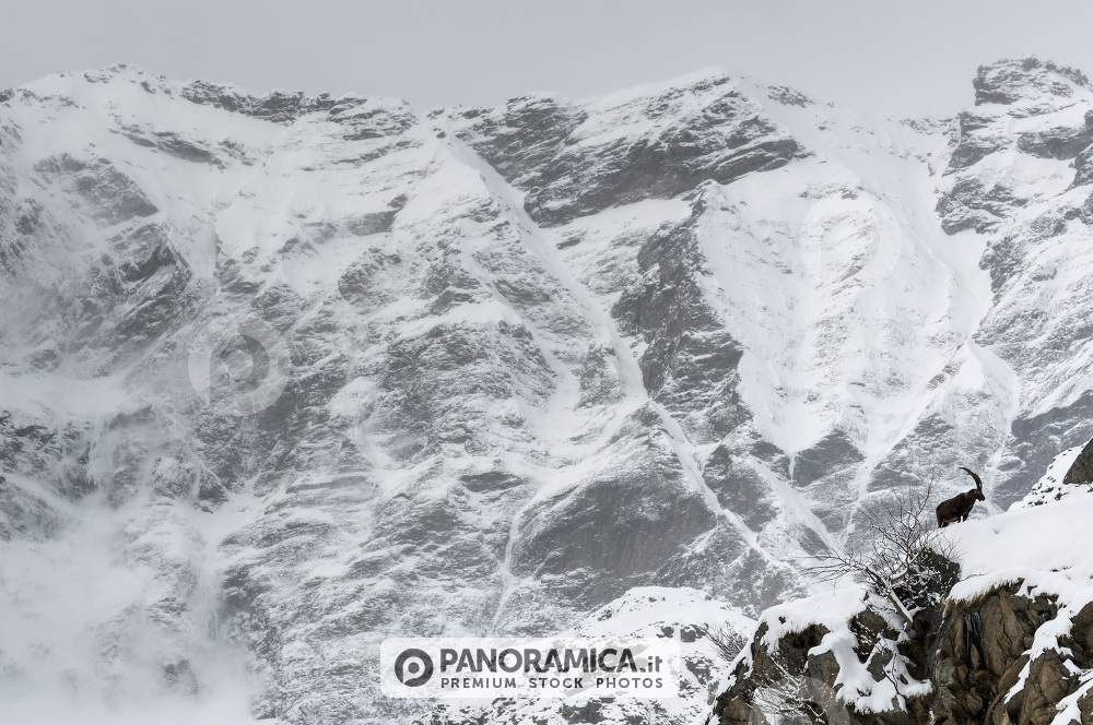 Stambecco e montagne innevate