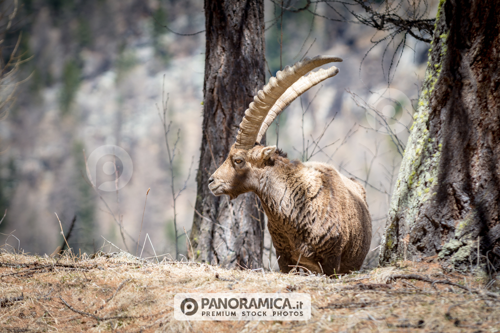Stambecco nel bosco - PNGP