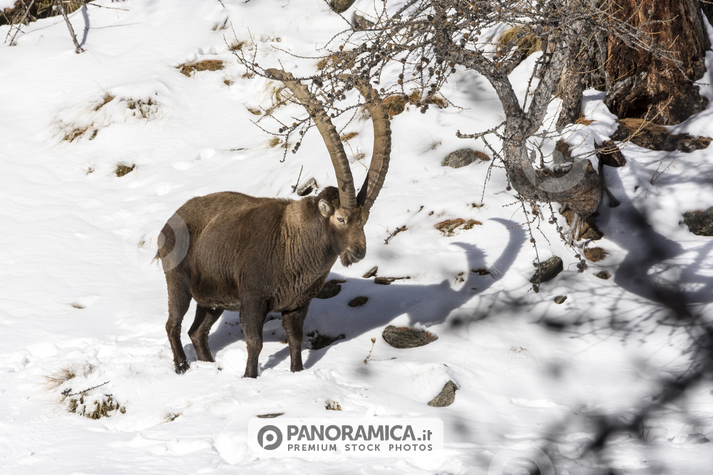 Stambecco nella neve