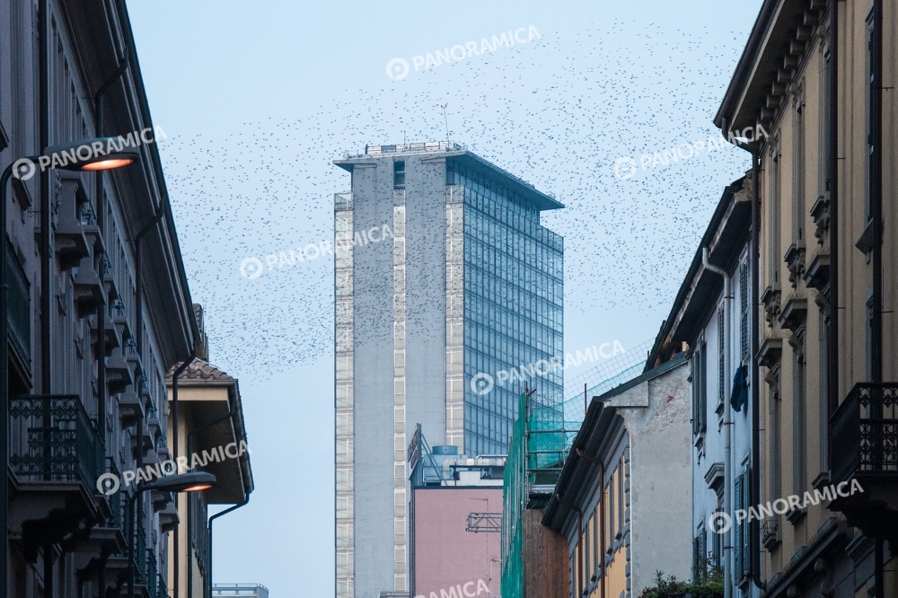 Stormo di rondini sulla Torre Galfa