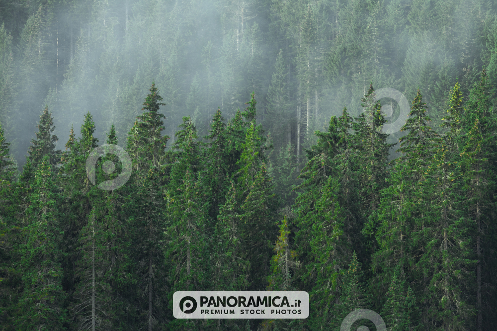 The forest near the Carezza Lake, Costalunga Pass, Dolomites, Trentino Alto Adige, Italy