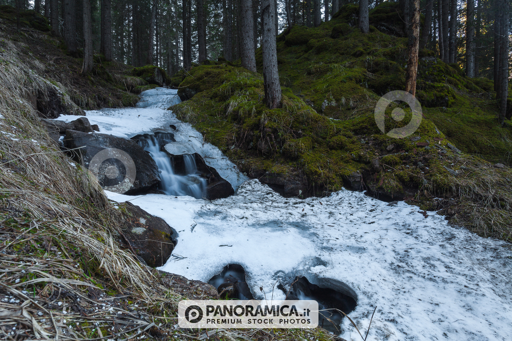 Unknown forest in Val Venegia, Paneveggio Natural Park, Dolomites, Italy
