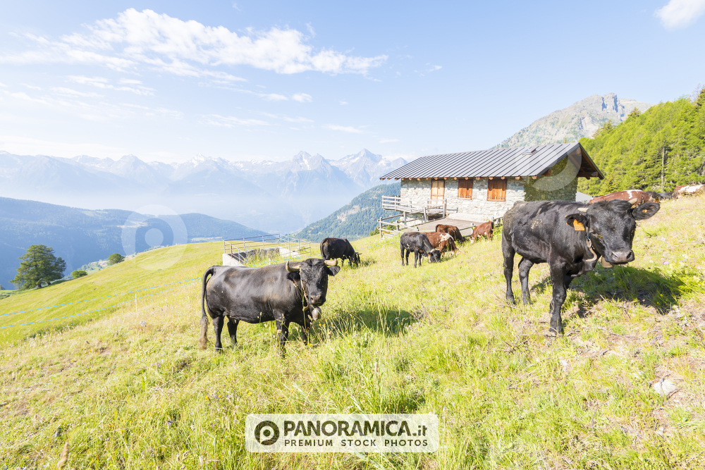 Vacche in alpeggio, Valle di Saint-Barthelemy, Valle d'Aosta
