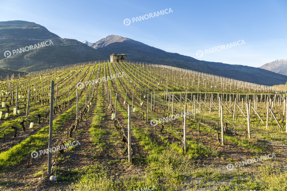 Vigneto di Aymavilles