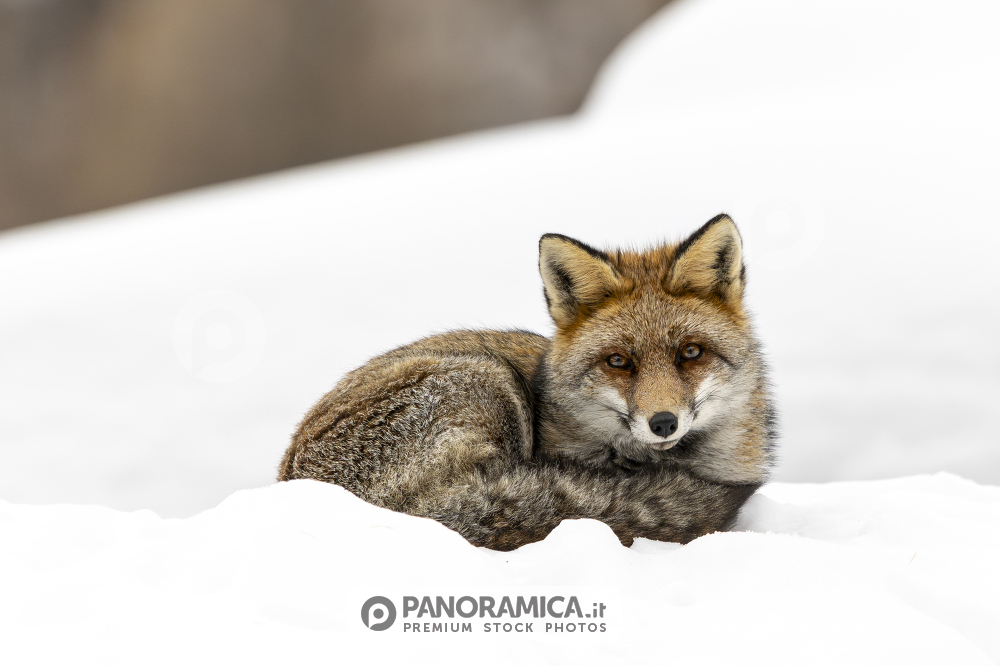 Volpe - Red fox nella neve