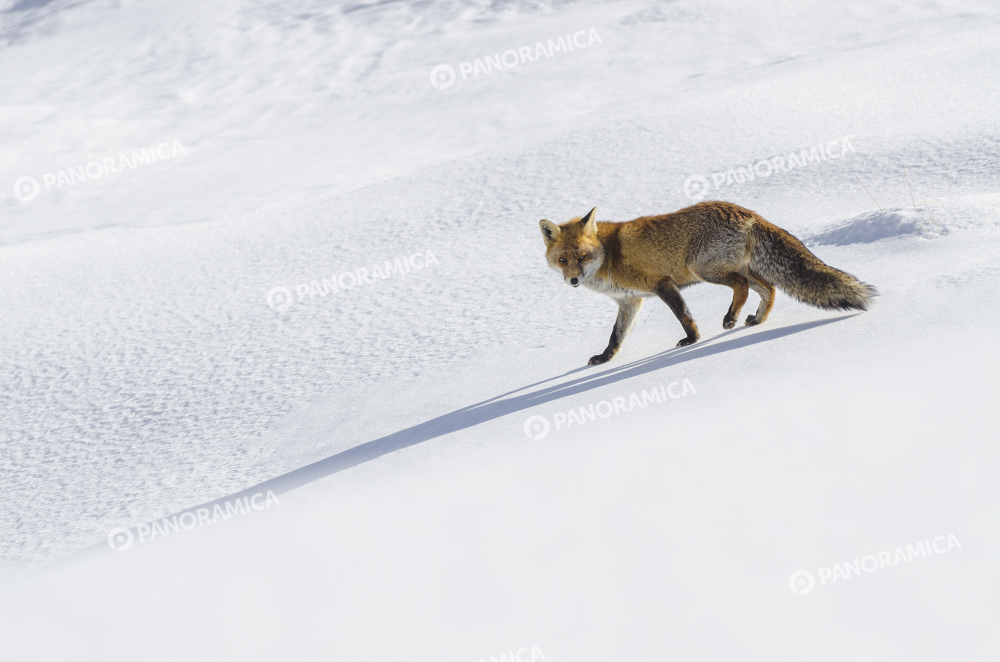 Volpe ad inizio inverno, Valsavarenche