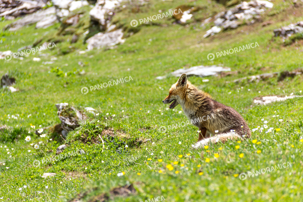 Volpe in Valle d'Aosta